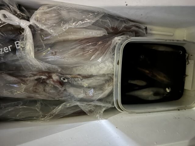 ケンサキ(ケンサキイカ)