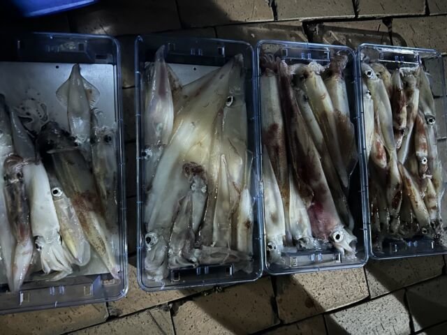 ケンサキ(ケンサキイカ)