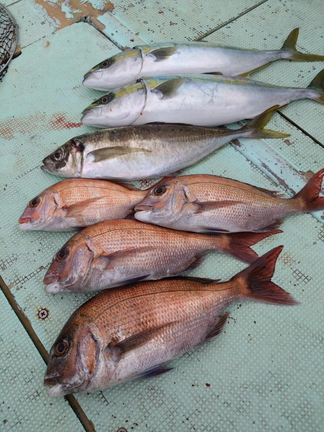 タイ(マダイ)・アジ(マアジ)・ハマチ(ブリ)