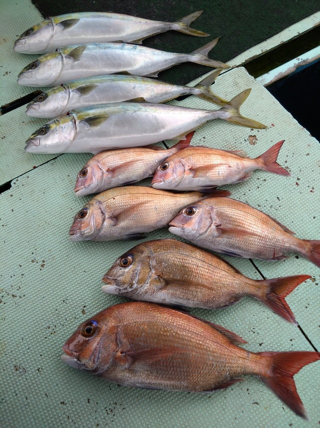 タイ(マダイ)・ハマチ(ブリ)