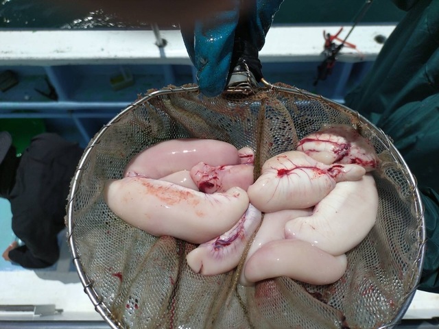 ショウサイフグ