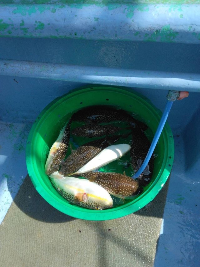 ショウサイフグ