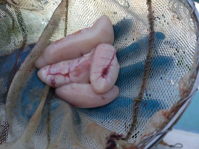 ショウサイフグ