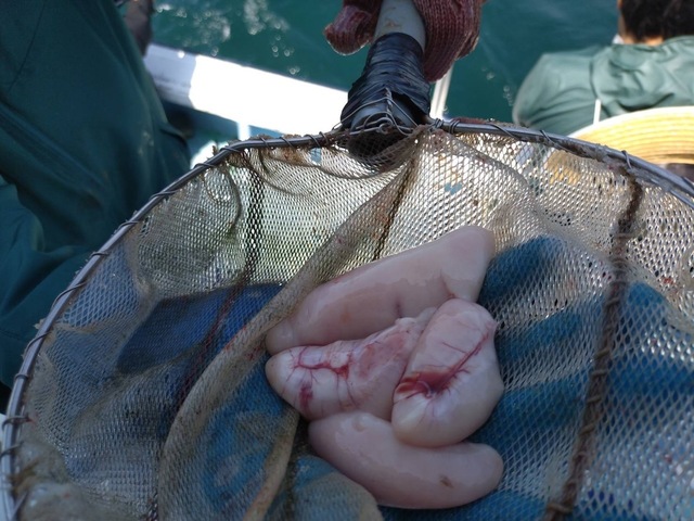 ショウサイフグ