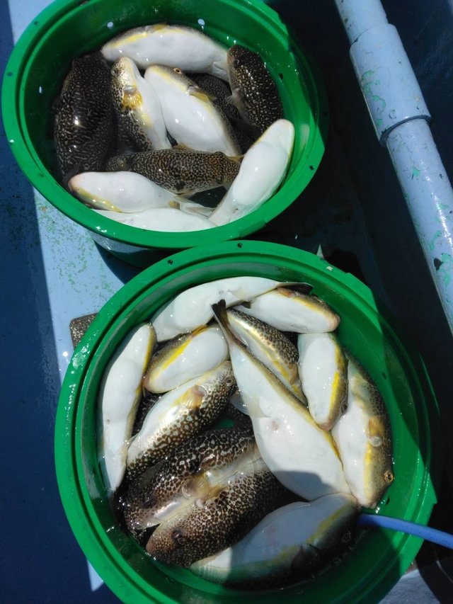 ショウサイフグ