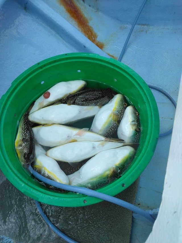 ショウサイフグ