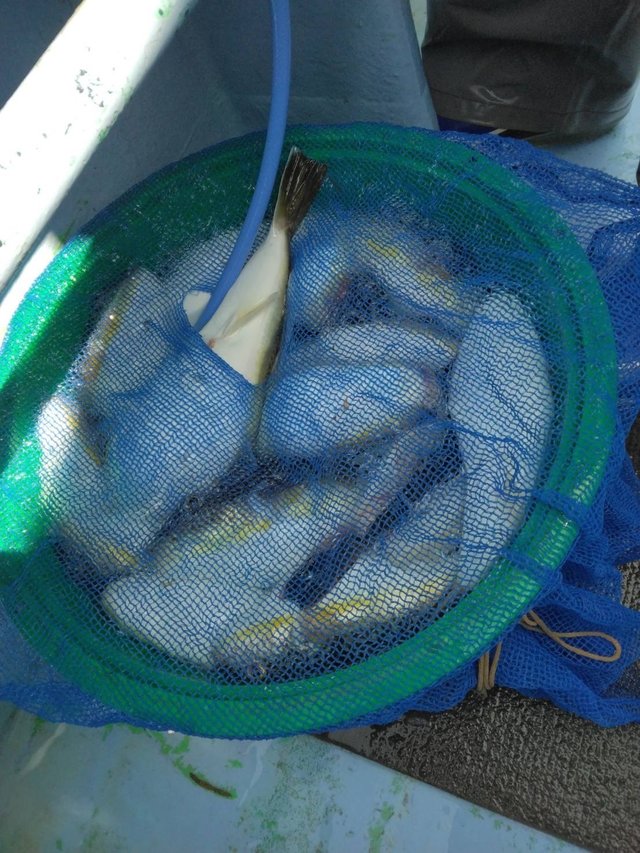 ショウサイフグ