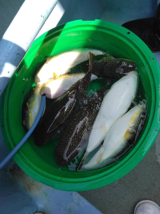 ショウサイフグ