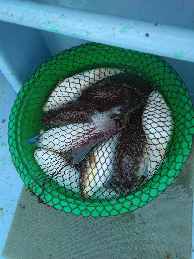 ショウサイフグ