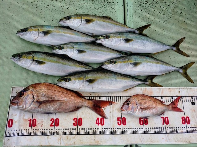 タイ(マダイ)・ハマチ(ブリ)