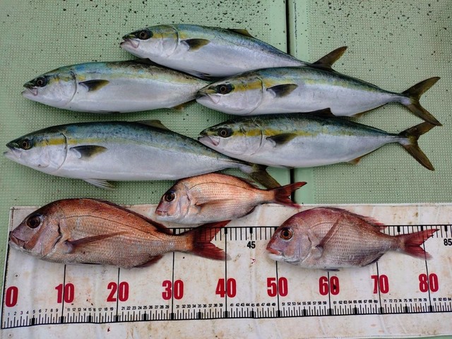 タイ(マダイ)・ハマチ(ブリ)