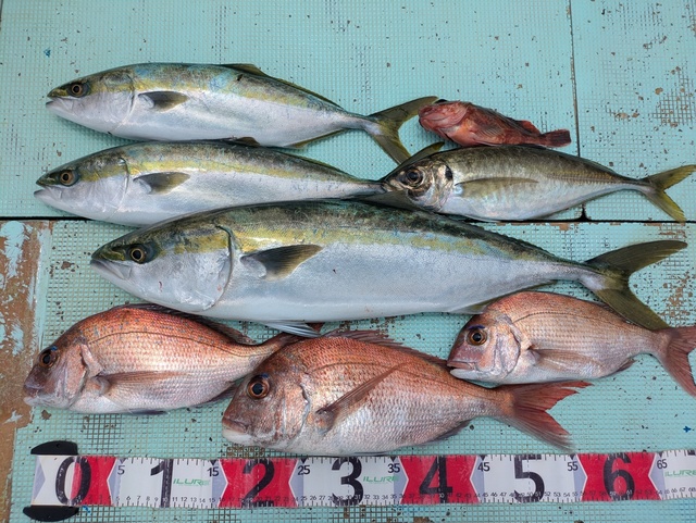 タイ(マダイ)・アジ(マアジ)・ハマチ(ブリ)・メジロ(ブリ)