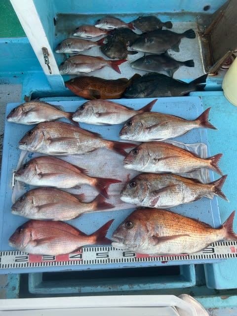 マダイ・グレ(メジナ)・イシガキダイ・カワハギ・ウマズラハギ(ウマヅラハギ)