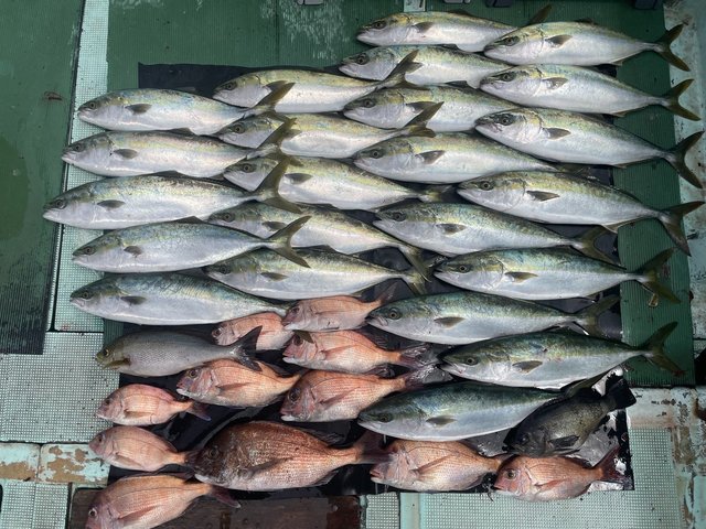 マダイ・ハマチ(ブリ)・イサキ