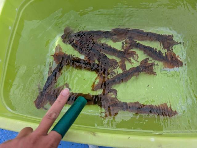 ムギイカ(スルメイカ)