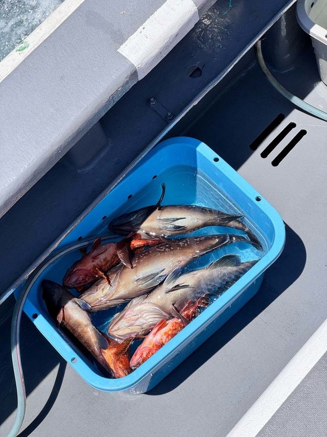 マハタ・カサゴ