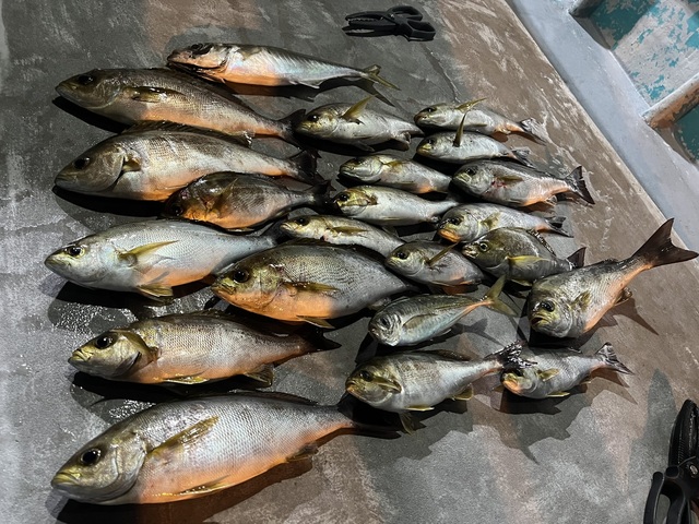 アジ(マアジ)・イサキ