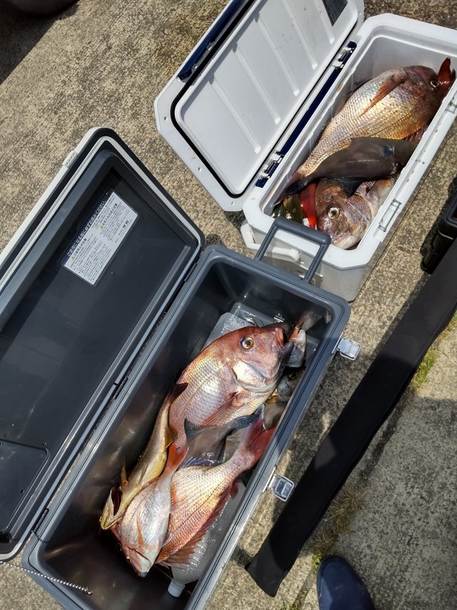 マダイ・イサキ