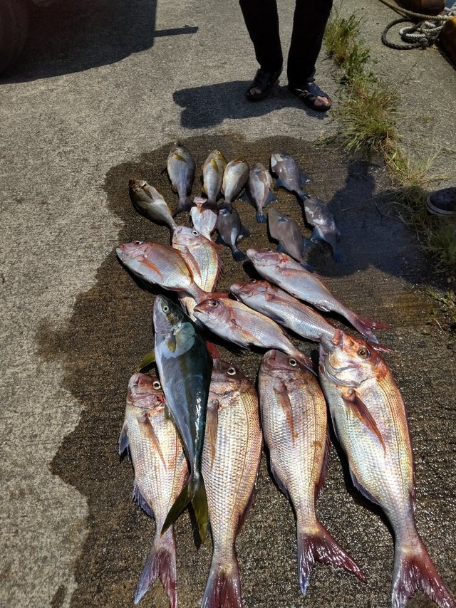 マダイ・チダイ・ヒラマサ・イサキ・ハゲ(ウマヅラハギ)