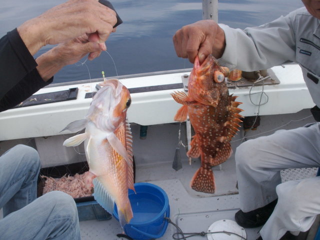 アマダイ(アカアマダイ)・カサゴ