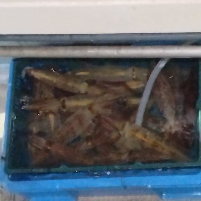 イカ(ケンサキイカ)