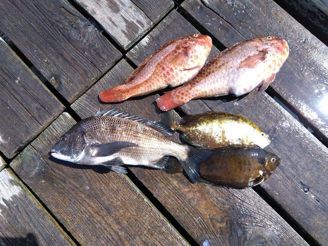 チヌ(クロダイ)・ブダイ