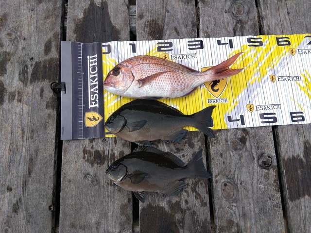 マダイ・オナガグレ(クロメジナ)