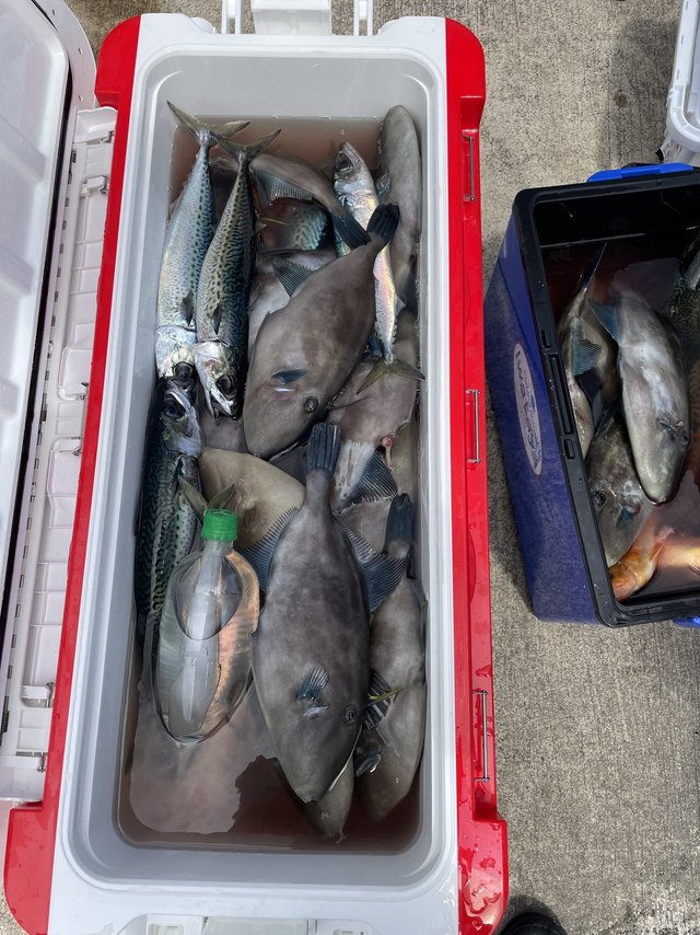 ウマズラ(ウマヅラハギ)