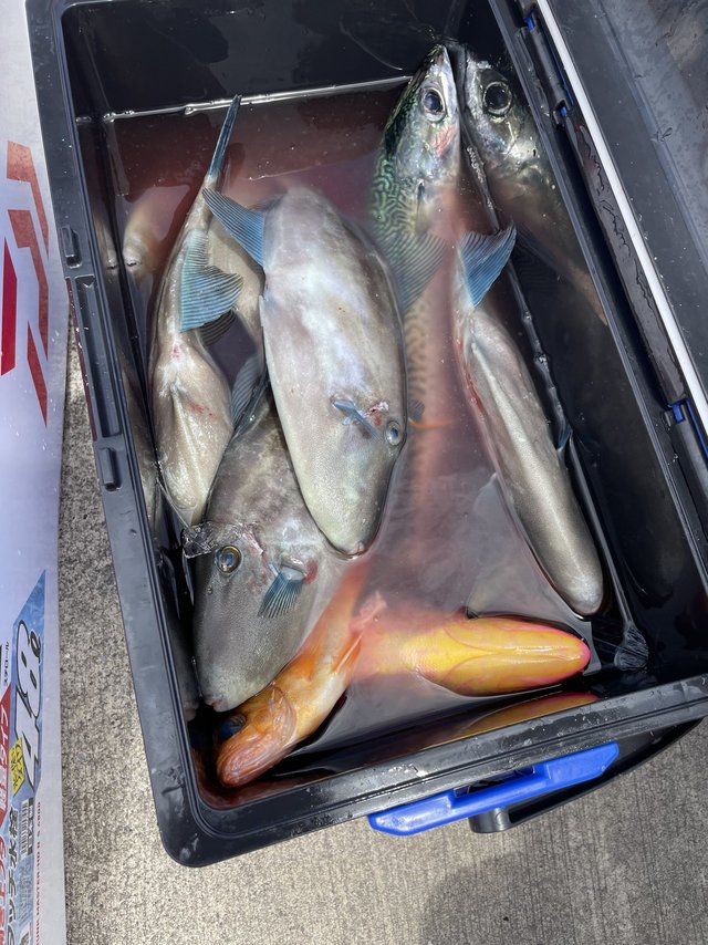 ウマズラ(ウマヅラハギ)