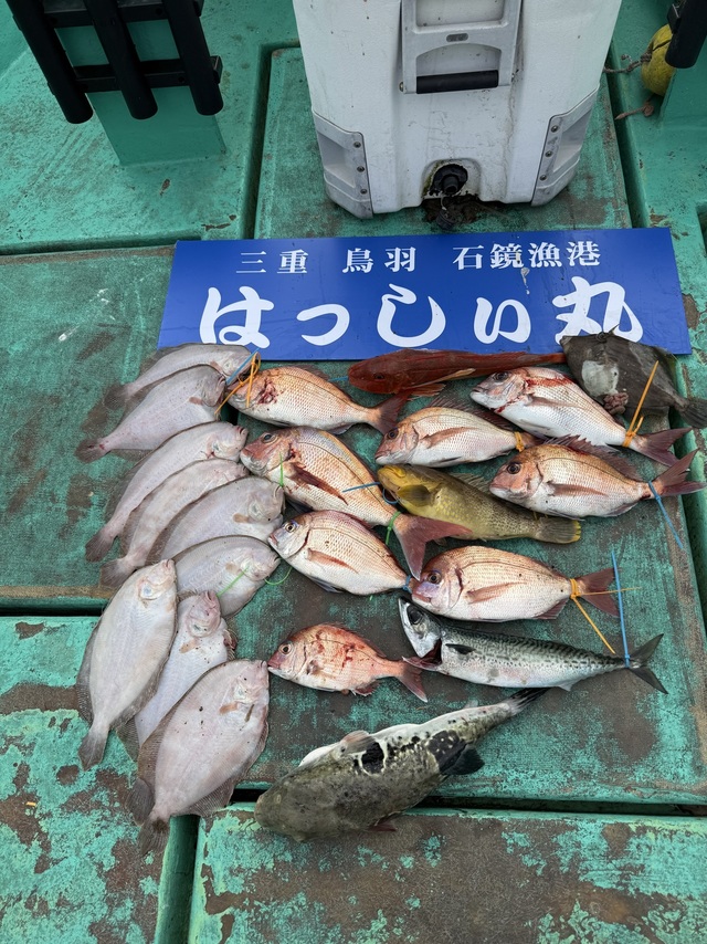 タイ(マダイ)・アオハタ・ホウボウ・ガンゾウヒラメ(ガンゾウビラメ)・カワハギ・トラフグ・サバ(ゴマサバ)