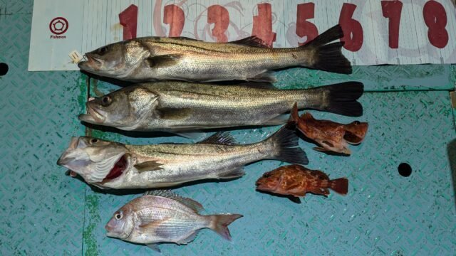 マダイ・マタカ(スズキ)・カサゴ