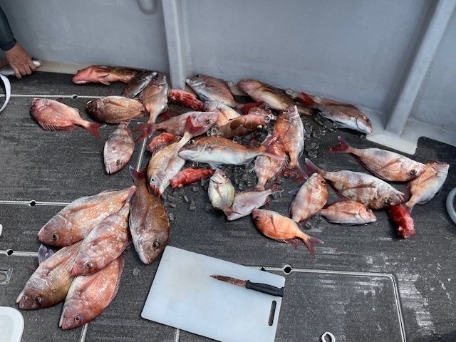 マダイ・アコウ(キジハタ)