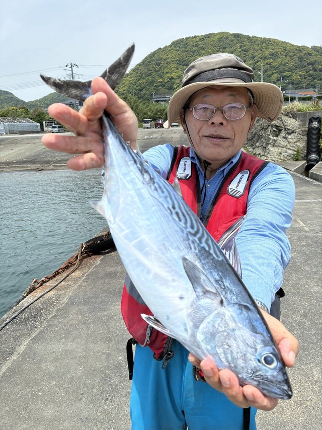 スマガツオ(スマ)