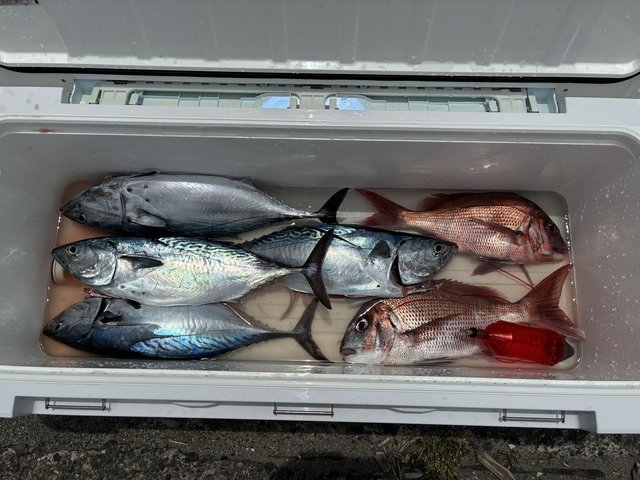 マダイ・スマガツオ(スマ)