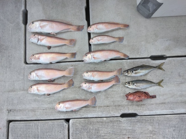 アジ(マアジ)・シロアマダイ・ガシラ(カサゴ)