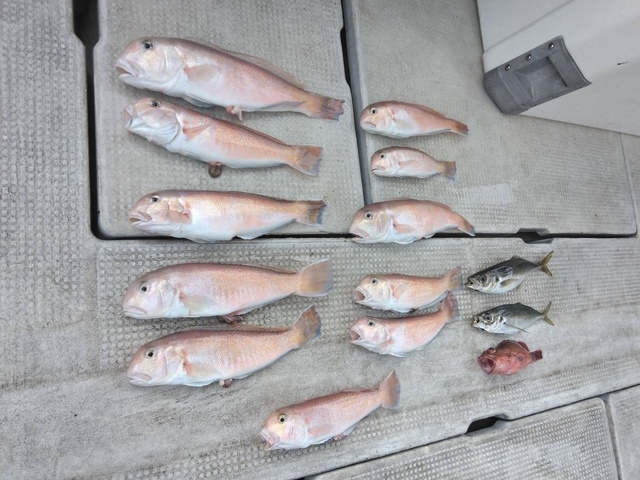 アジ(マアジ)・シロアマダイ・ガシラ(カサゴ)