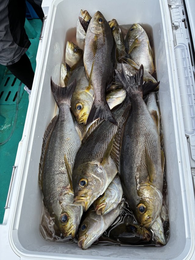 イサギ(イサキ)