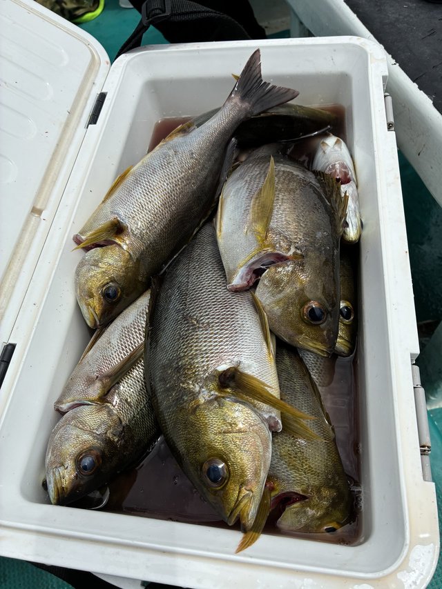 イサギ(イサキ)