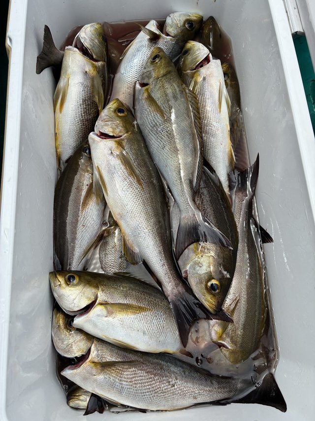 イサギ(イサキ)