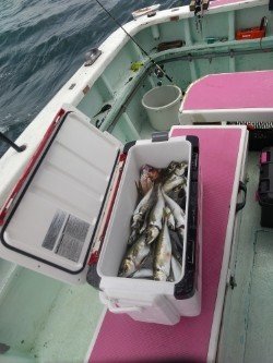 ハナダイ(チダイ)・アジ(マアジ)