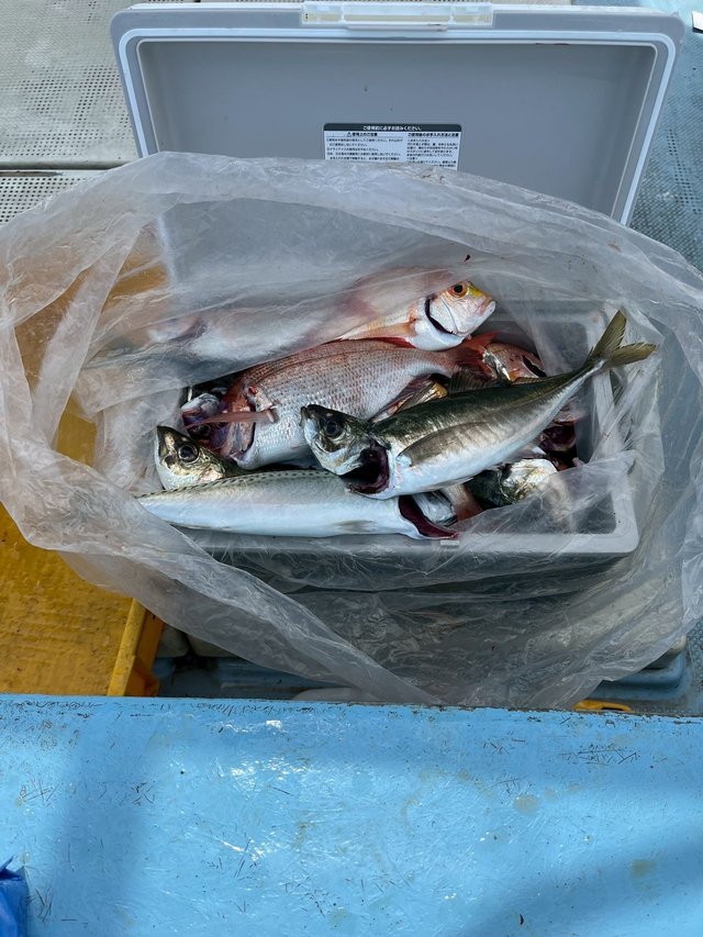 チダイ・マアジ