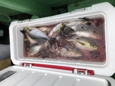 イサギ(イサキ)