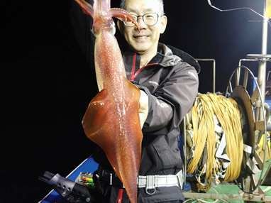 マイカ(ケンサキイカ)