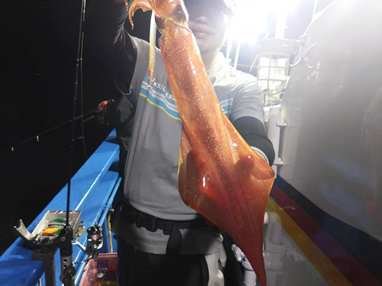 マイカ(ケンサキイカ)