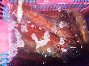 マイカ(ケンサキイカ)