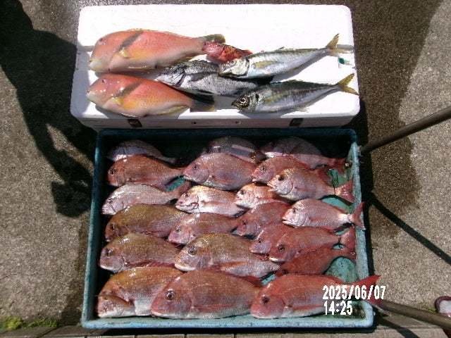 マダイ・クロダイ・アジ(マアジ)・イラ