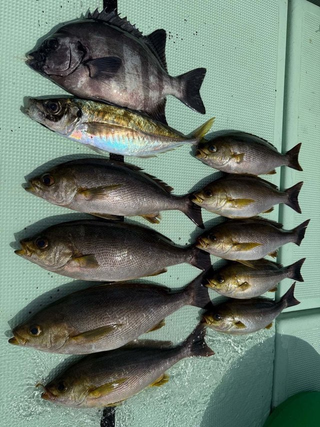 イシダイ・マアジ・イサキ