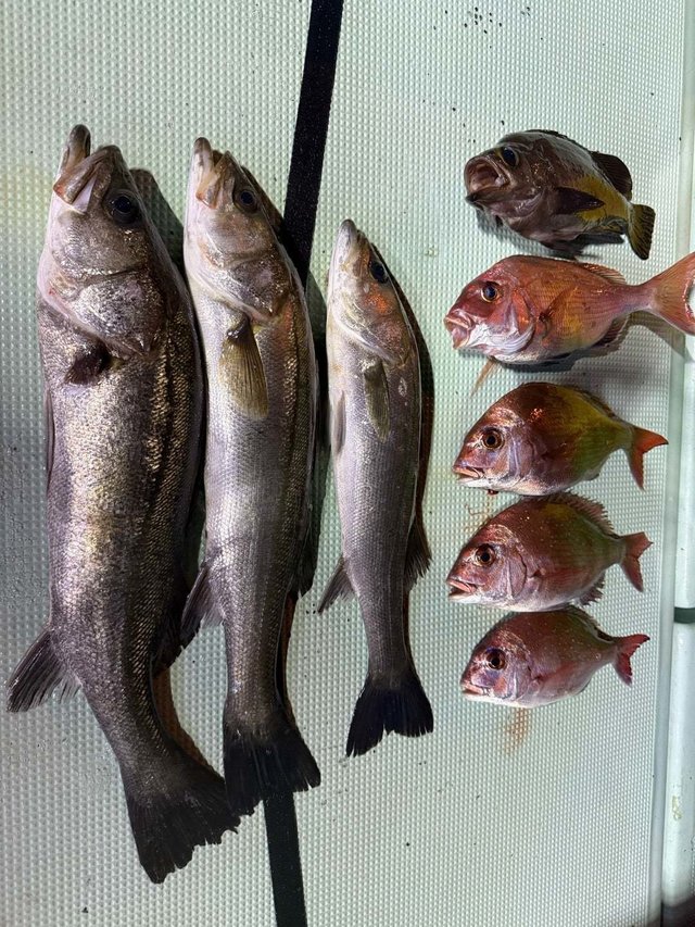 マタカ(スズキ)・メバル