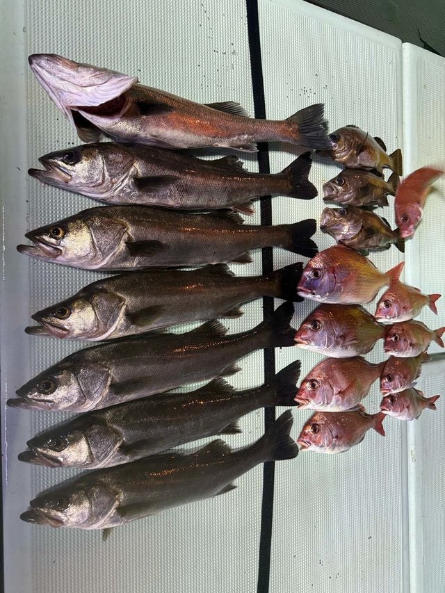 マダイ・マタカ(スズキ)・メバル