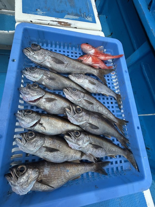 クロムツ・カタボシアカメバル